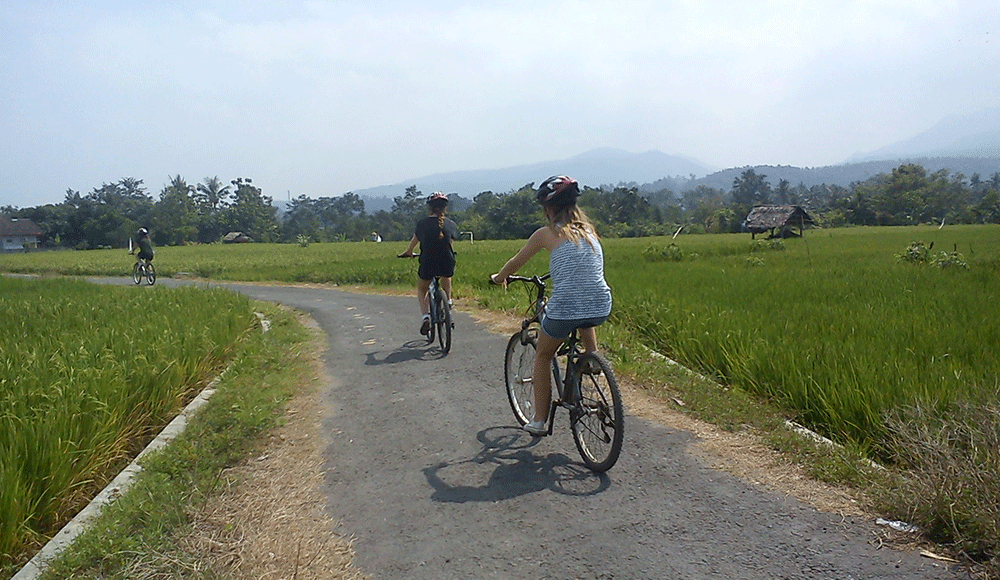 Lombok biking ride alongside rice plantation