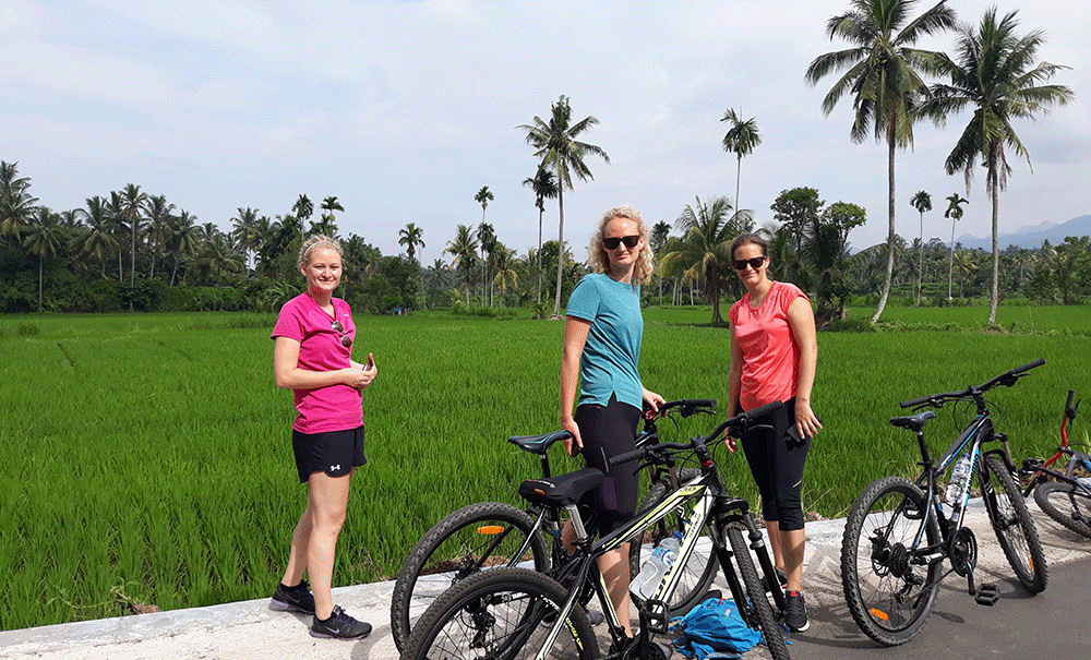 Lombok biking tour alongside rice field