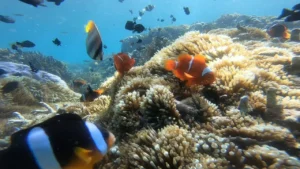 Southwest Lombok snorkeling booking