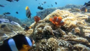 sekotong snorkeling tour booking