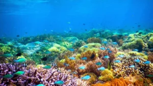 Gili Bidara snorkeling booking