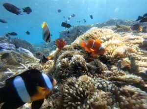 Responsible Snorkeling