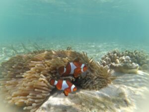 Gili Bidara snorkeling booking