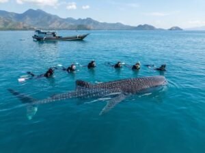 Responsible whale shark experience in Saleh Bay Sumbawa