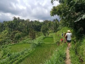 Tetebatu countryside